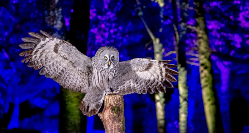 Olw-O-Ween at Hawk Conservancy